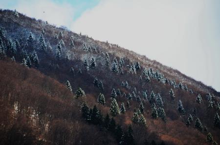 Gozdovi na kamniškem v tednu gozdov 2023 - Gozd prihodnosti (8)